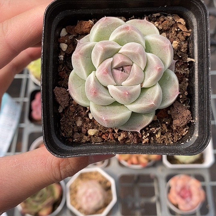 Z**R粉色的小可爱啊73