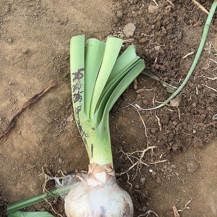 无花朵伊莲娜包对版一号