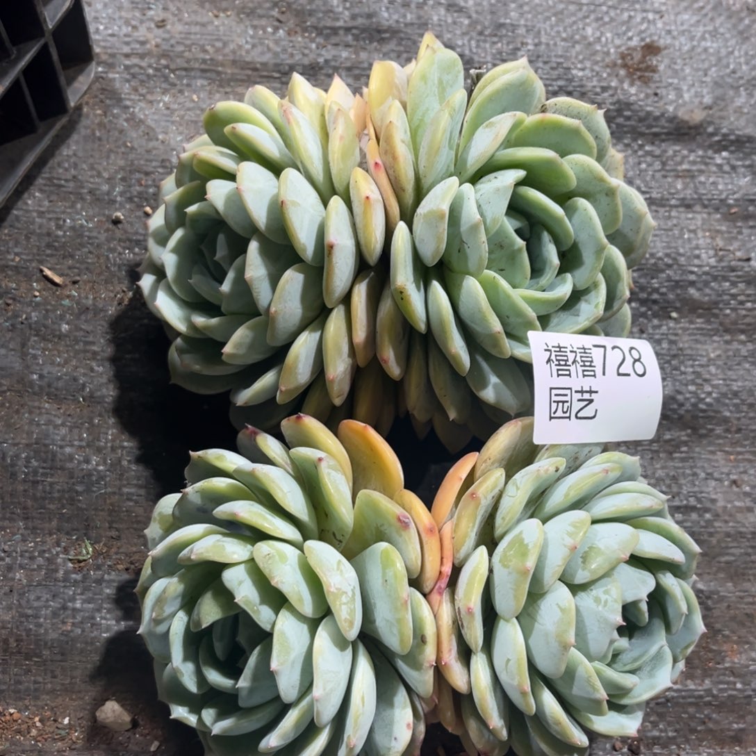 728劳林如图2颗多肉植物～