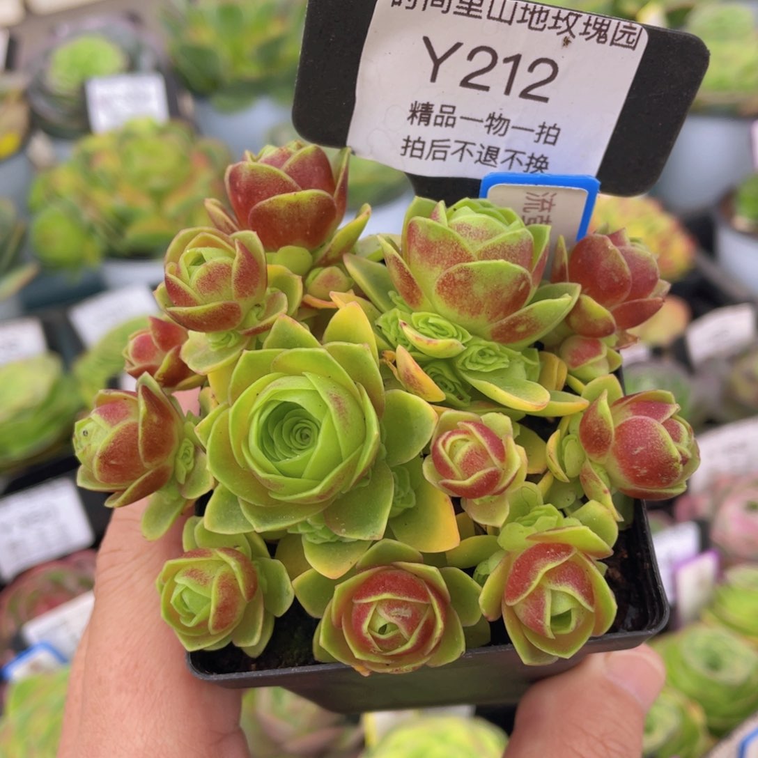 流萤之舞福利212一物一拍