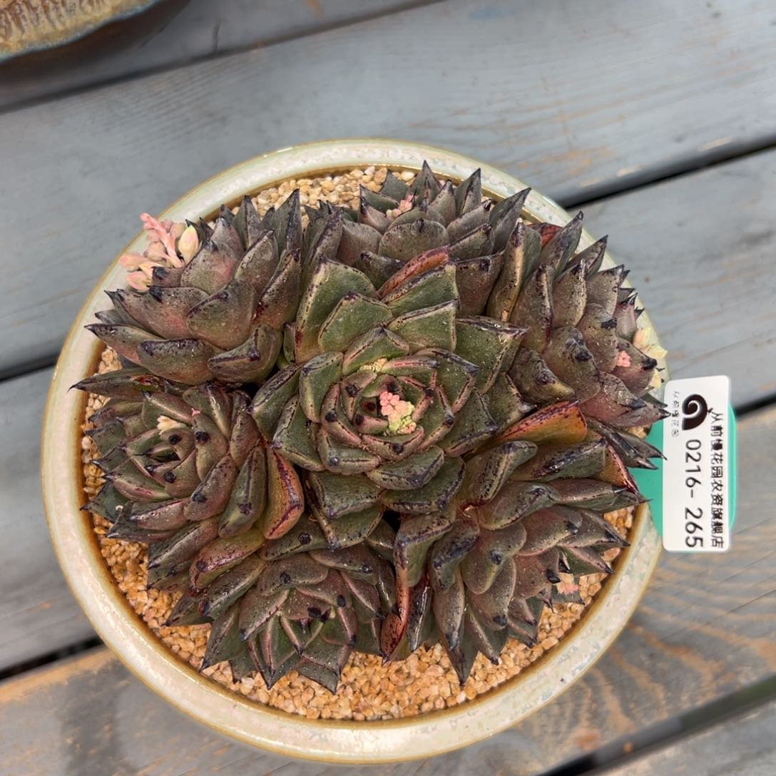 多肉一物一拍0216-265