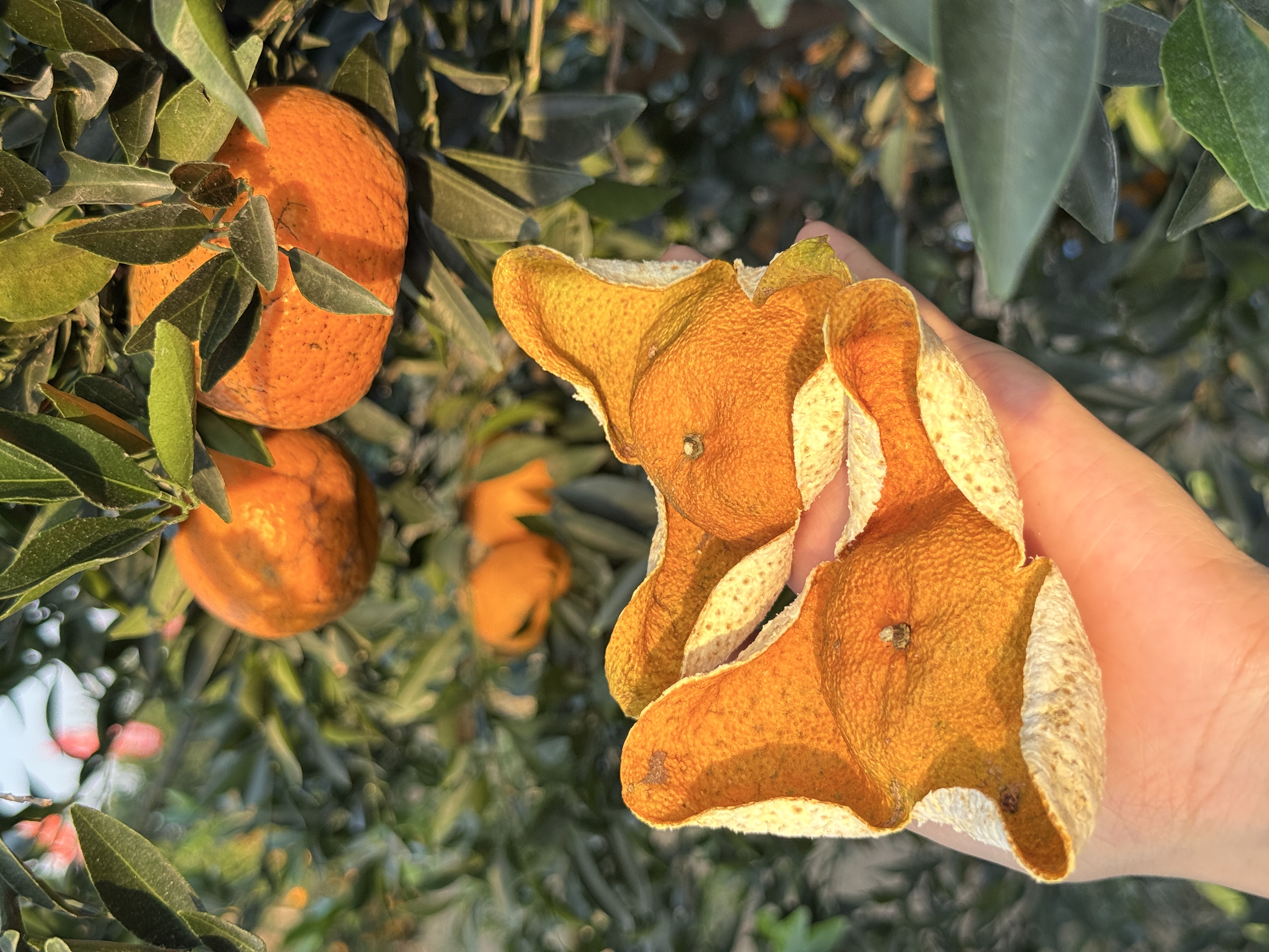 【聚宝皮】2025年梅江原枝大红元宝皮8年树花蜜香-奶香