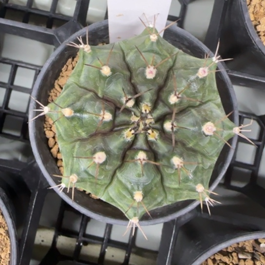 130-0222脱土发多肉