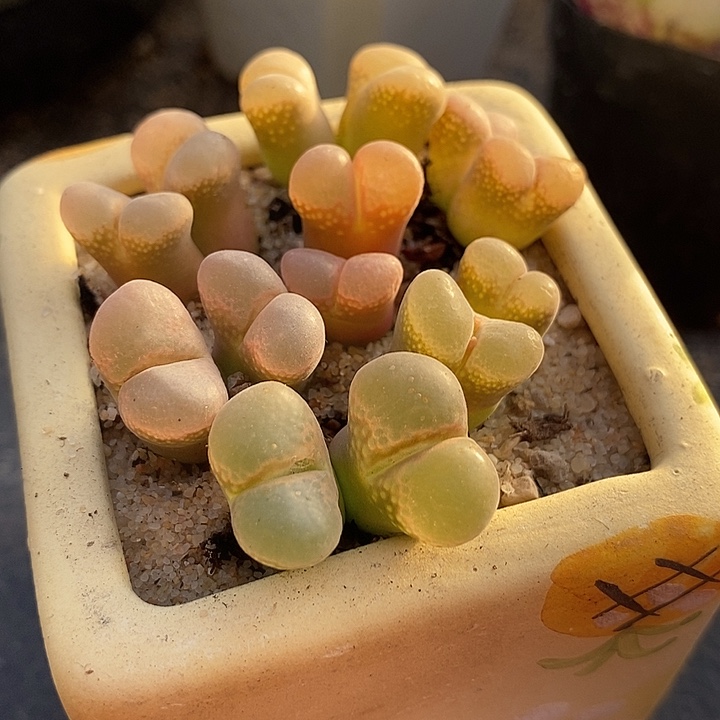 3503双头编号风铃一颗