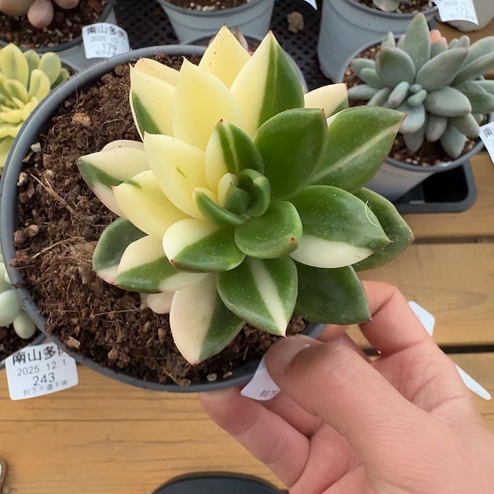 拾***光冬云锦11111121-38