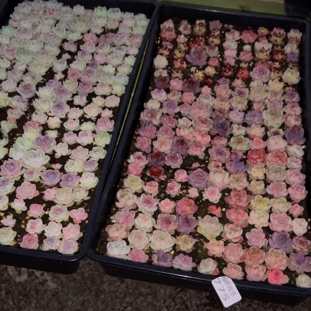 无***尘775多肉葡萄的味道是真的