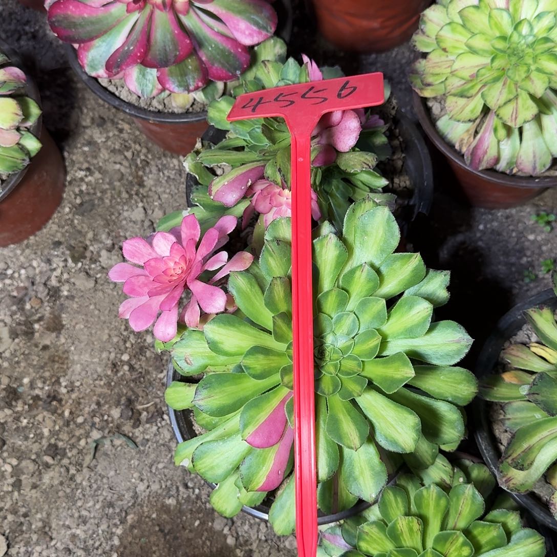 羊***工4556知否多肉法师