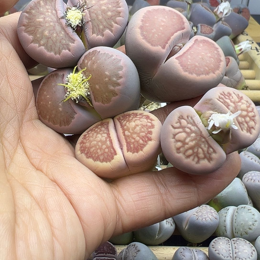 飞*1950生石花下播福利炸1111111111111