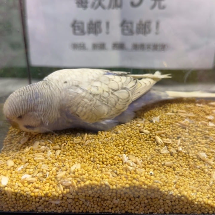 虎皮鹦鹉大头虎皮鹦鹉