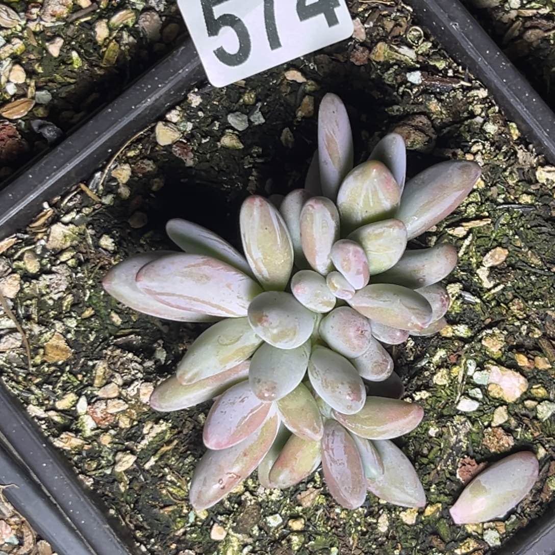 多肉植物企鹅群574