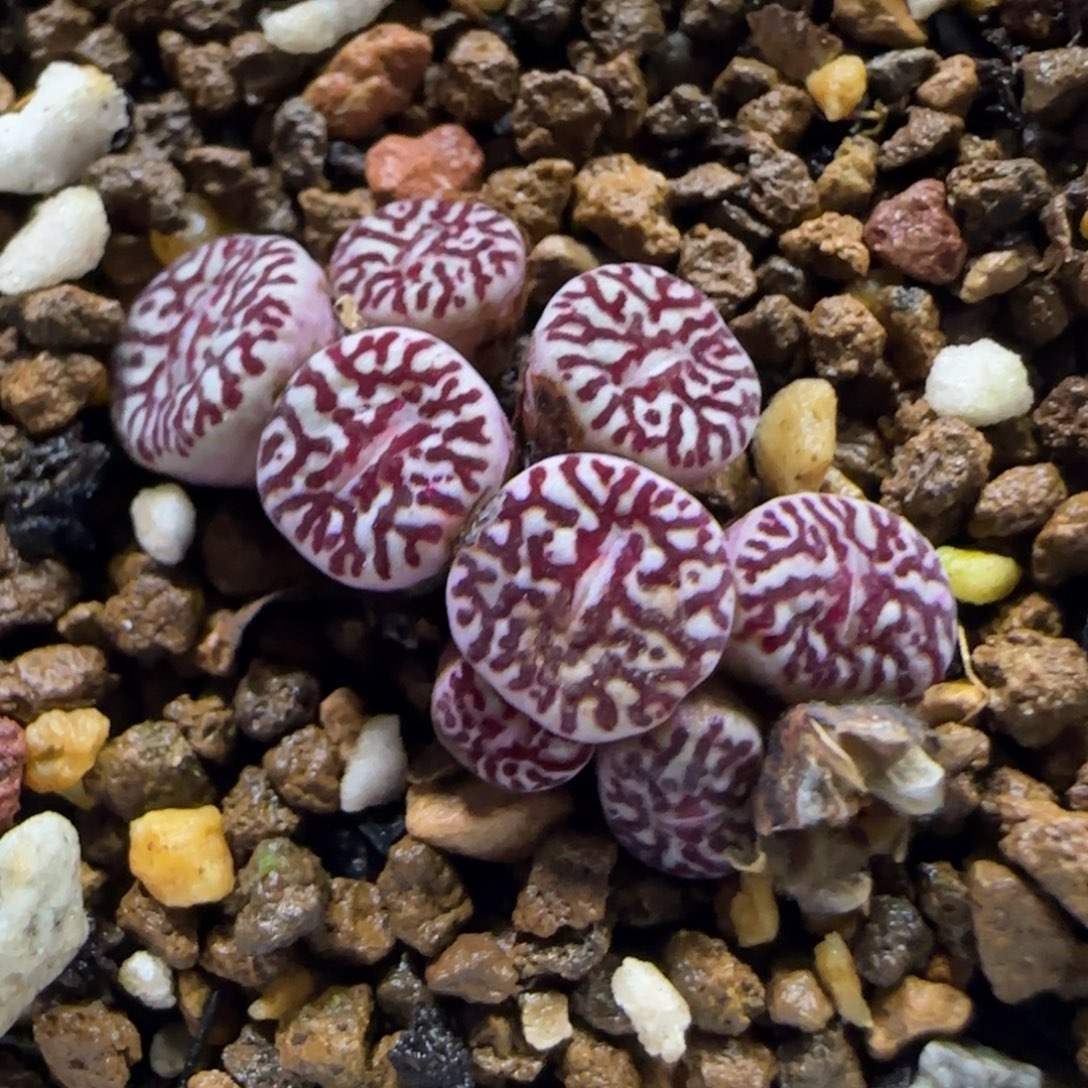 9.4。。 714墨。。。2007