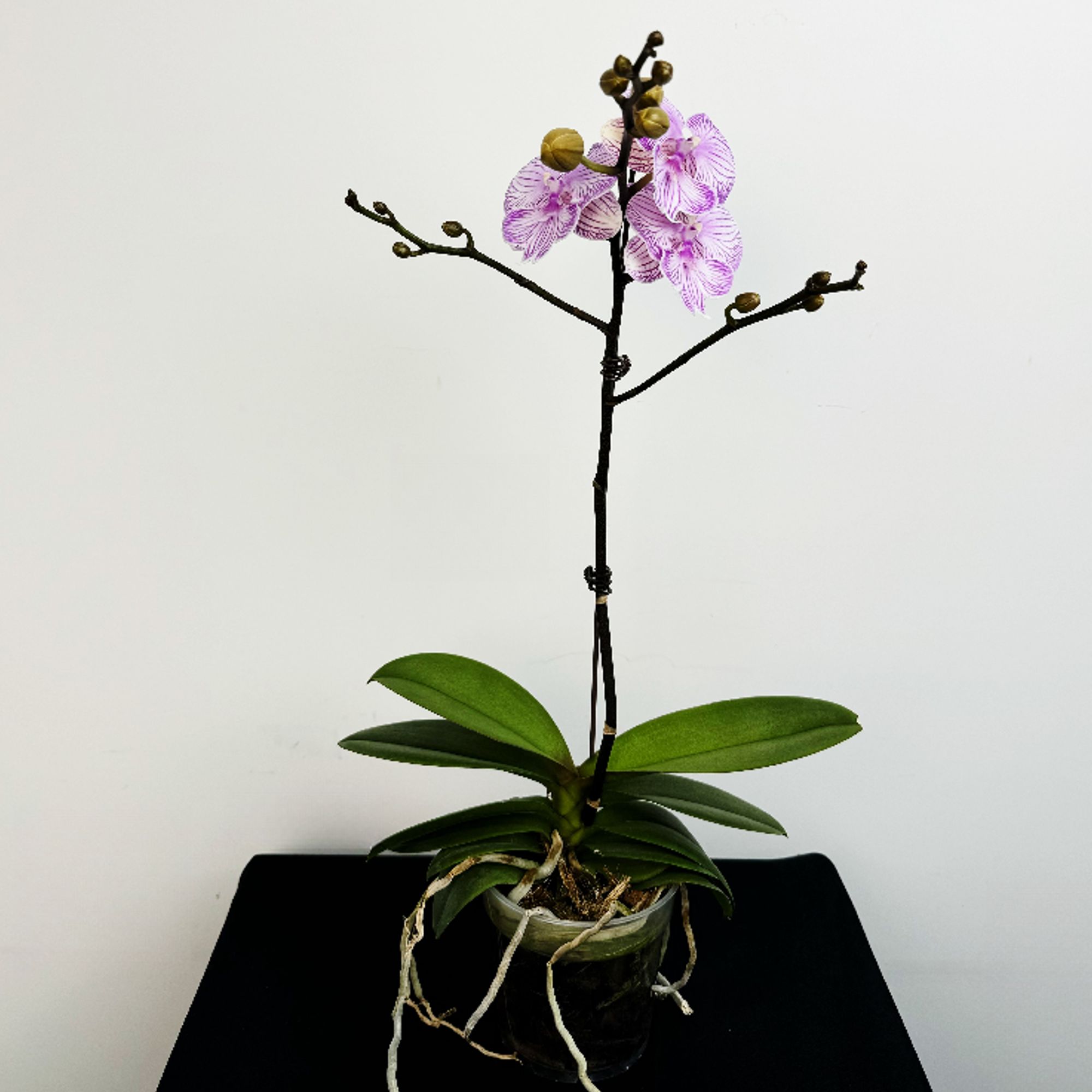 新格林蝴蝶兰 【朗布隆】四季开花/室内花卉盆栽/带花苞