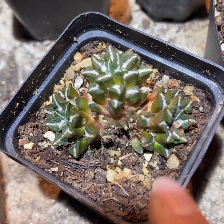 满38包邮，年后脱土晾根发货多肉