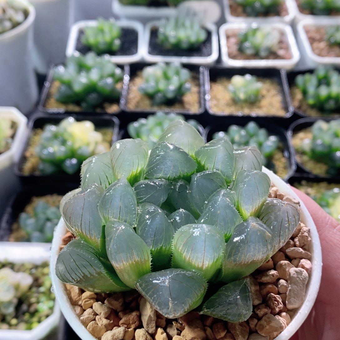 特丸玉露多肉植物