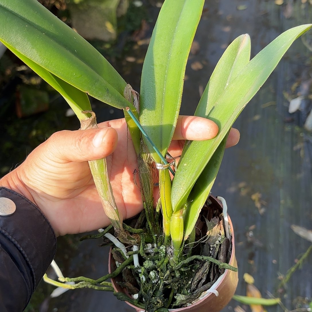 完全开放马克西马卡特