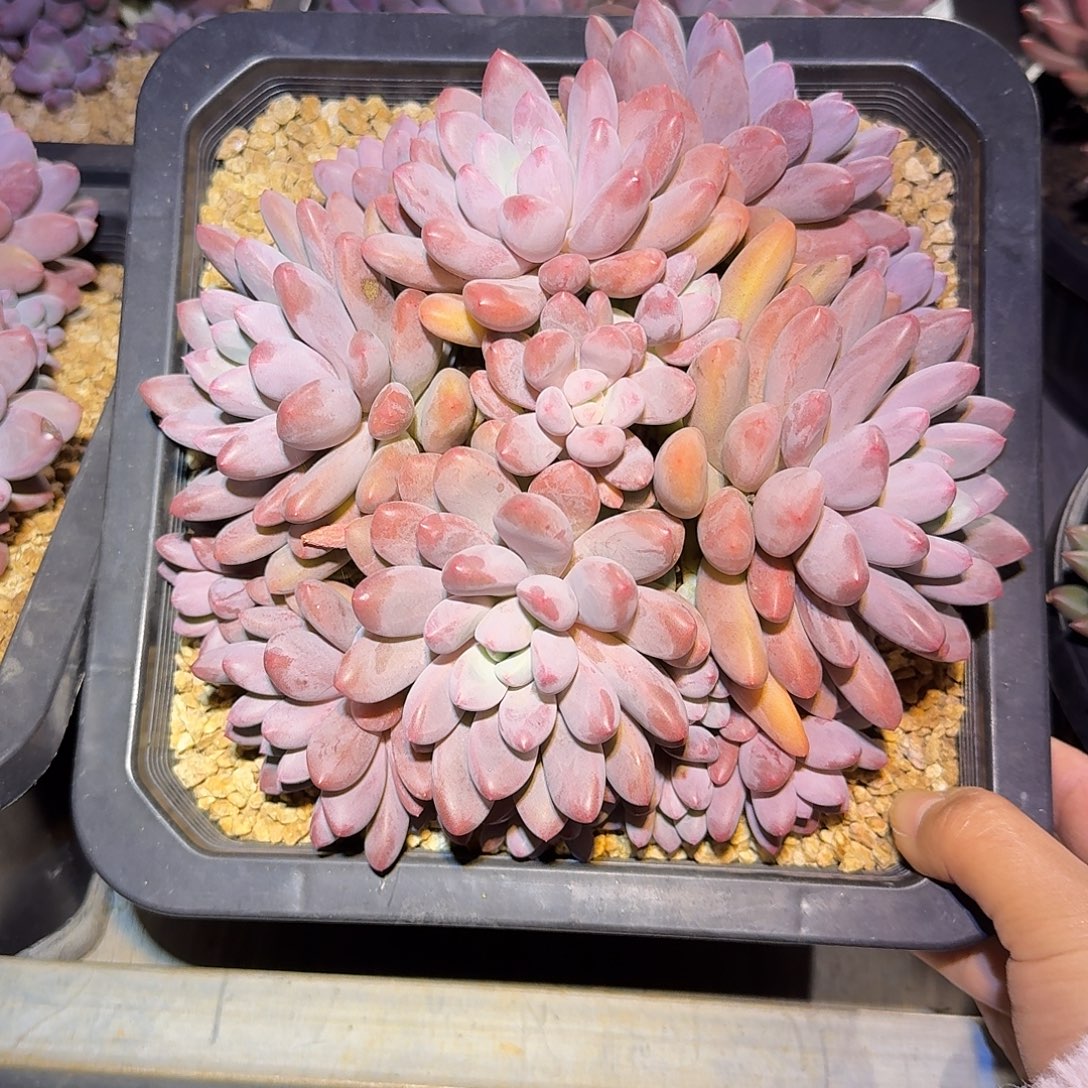 彩蛋美人整无砍老桩群生