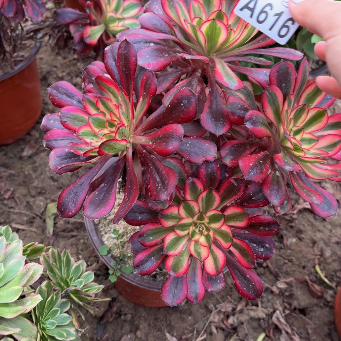 616多肉植物捧花的时候