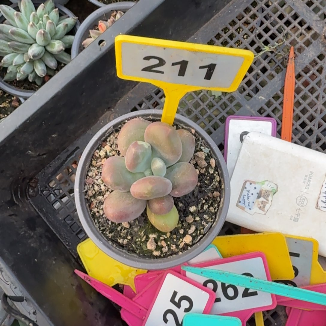 哈***好多肉植物胖体x系211