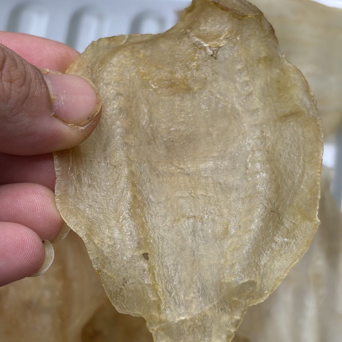 东海野生土鳘母胶花胶