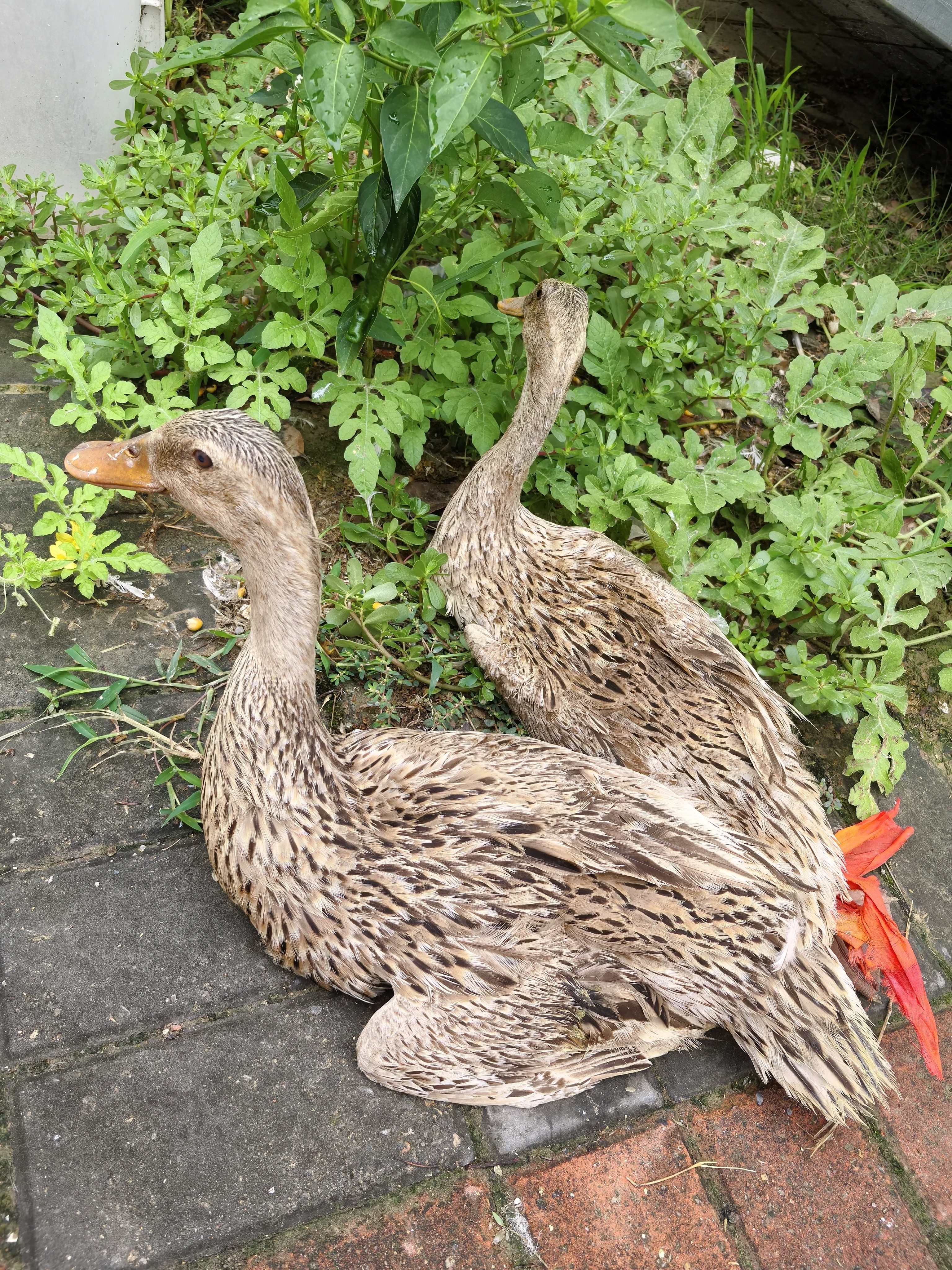 农村散养的老麻鸭现场称重，一物一拍