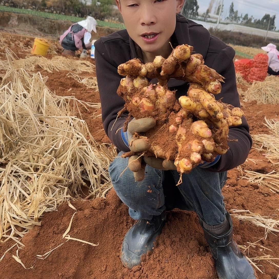 地栽生姜多肉5斤多肉