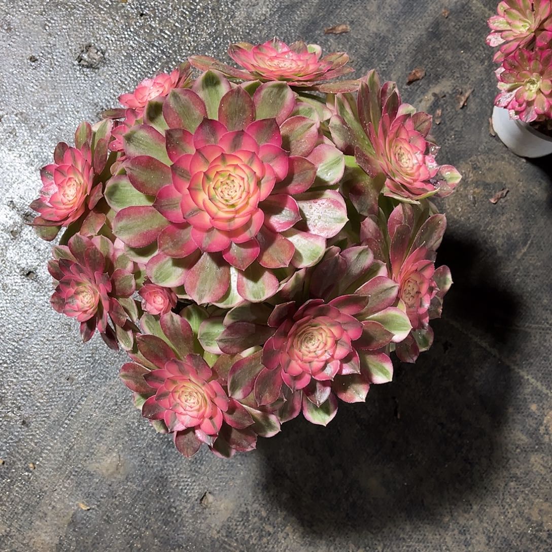 荔枝法师多肉植物漂亮