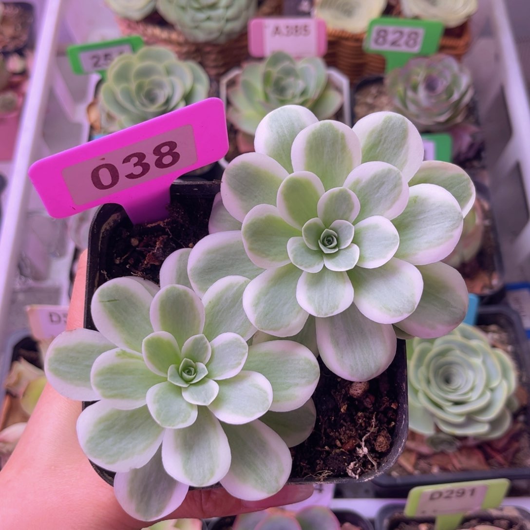 黄锦春晓一物一拍038 裸根发