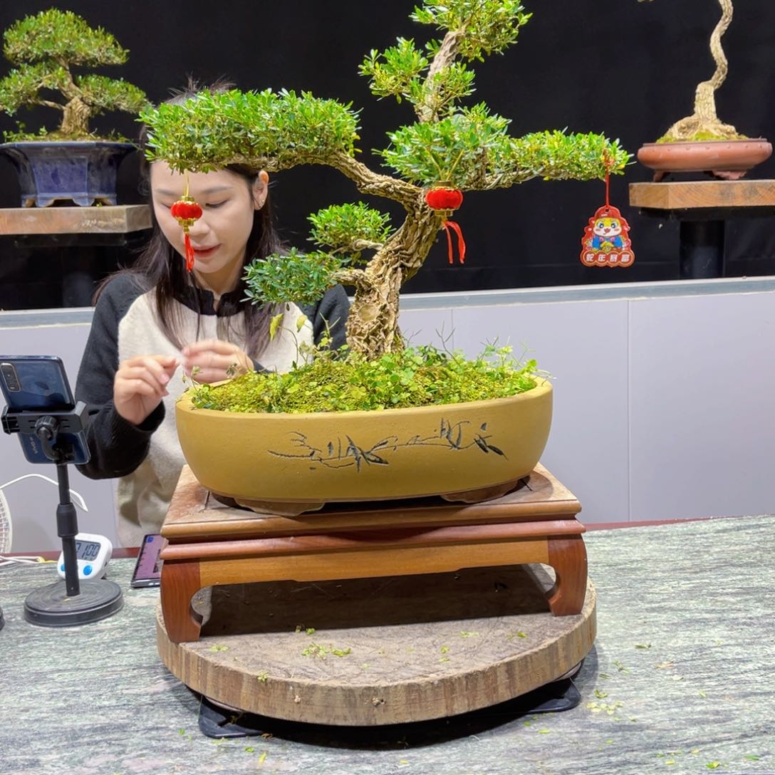 四季常青翠绿黄杨盆景绿**山