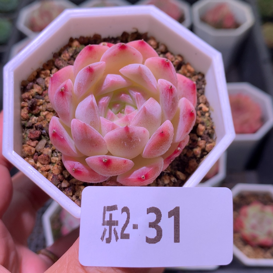 乐然 2-31 明月心