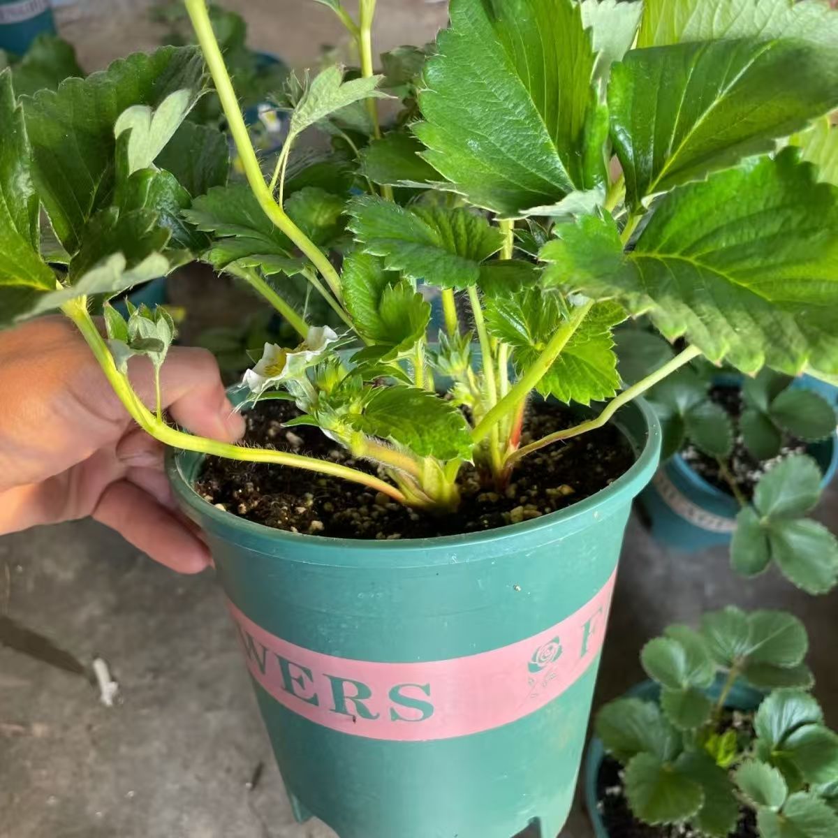 家庭盆栽草莓苗原盆原土自家大棚种植（0.7加仑盆）拍五送一花卉