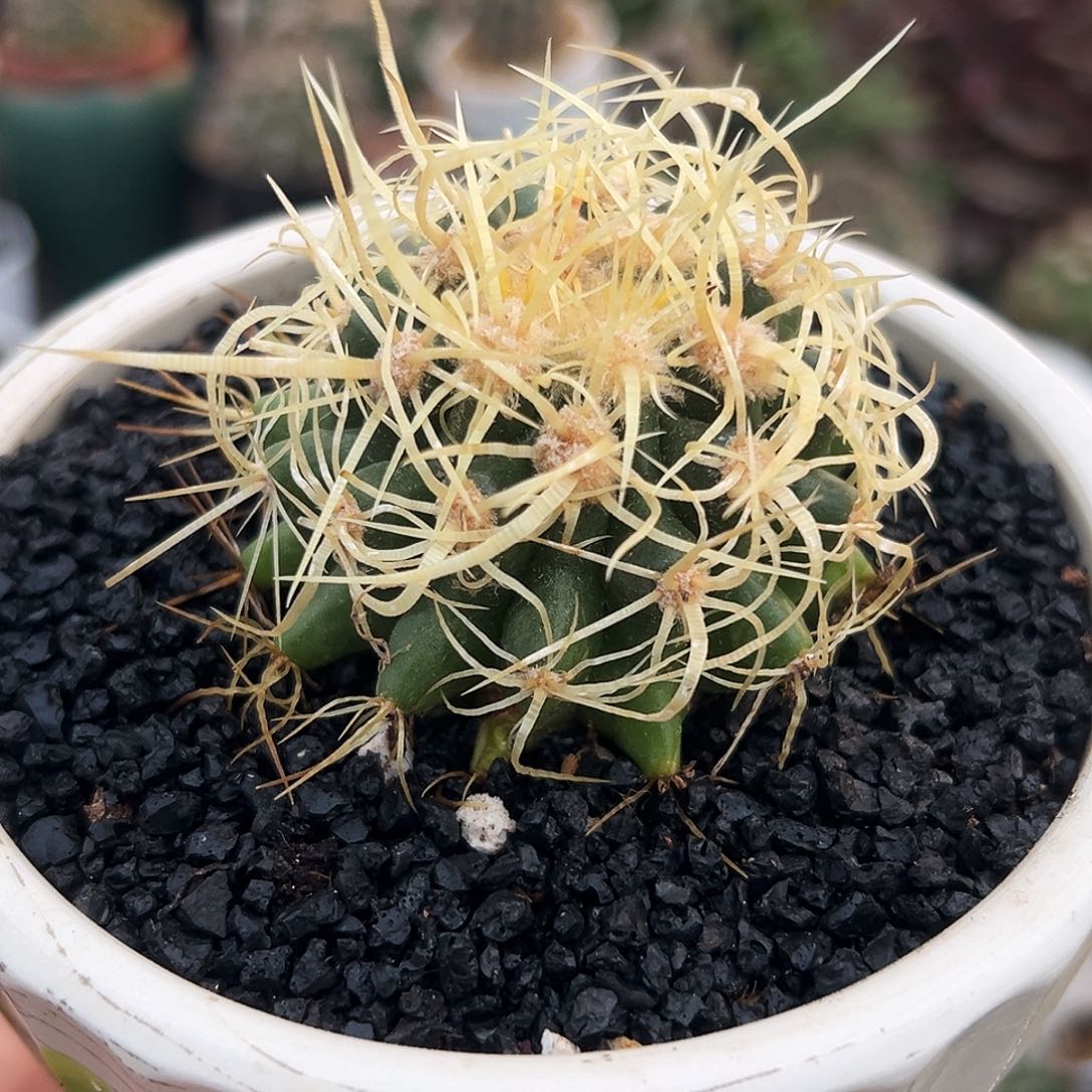 卷虎仙人球66666666