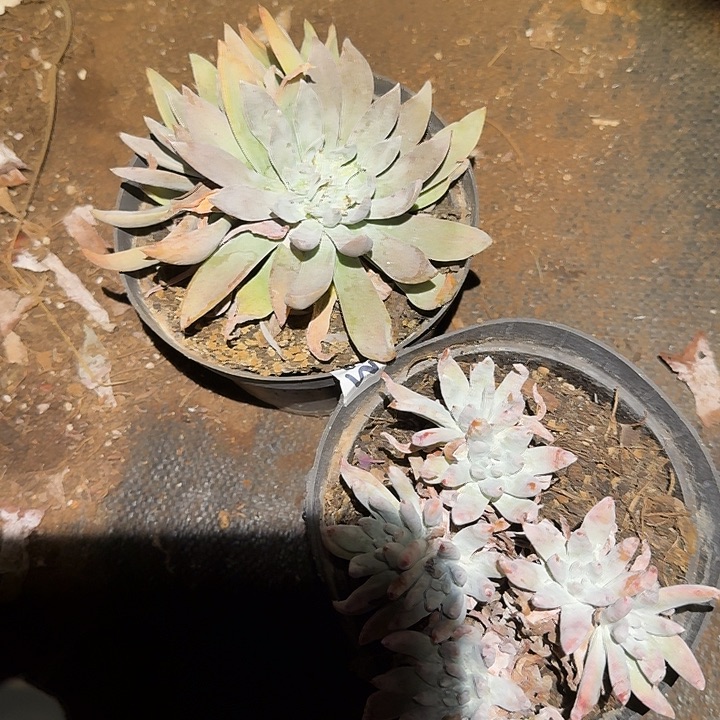 2颗仙女杯多肉福利处理下