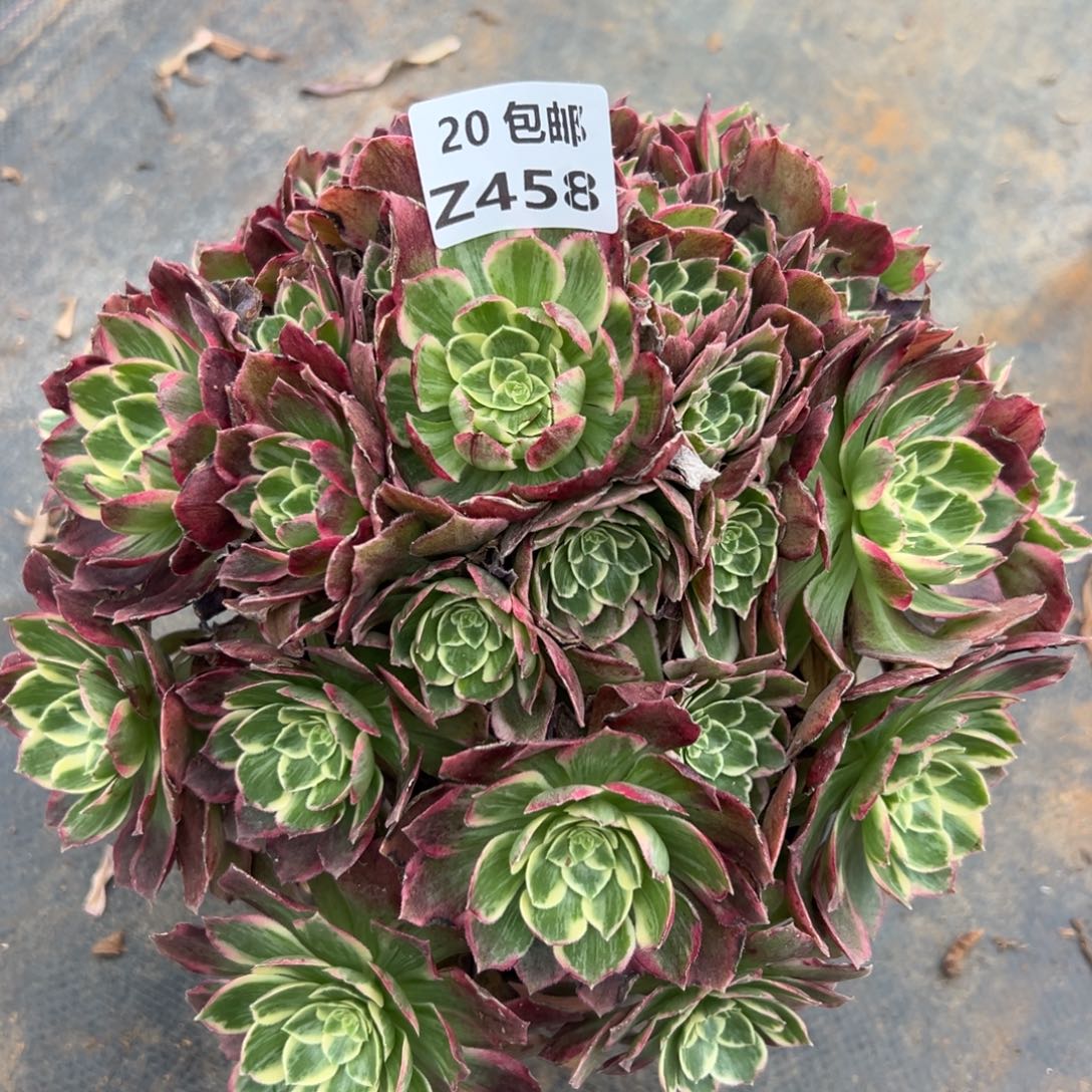 458水蜜桃，满20包邮嘟叮熊