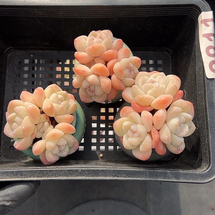 2811，三个三头冰玉带盆发