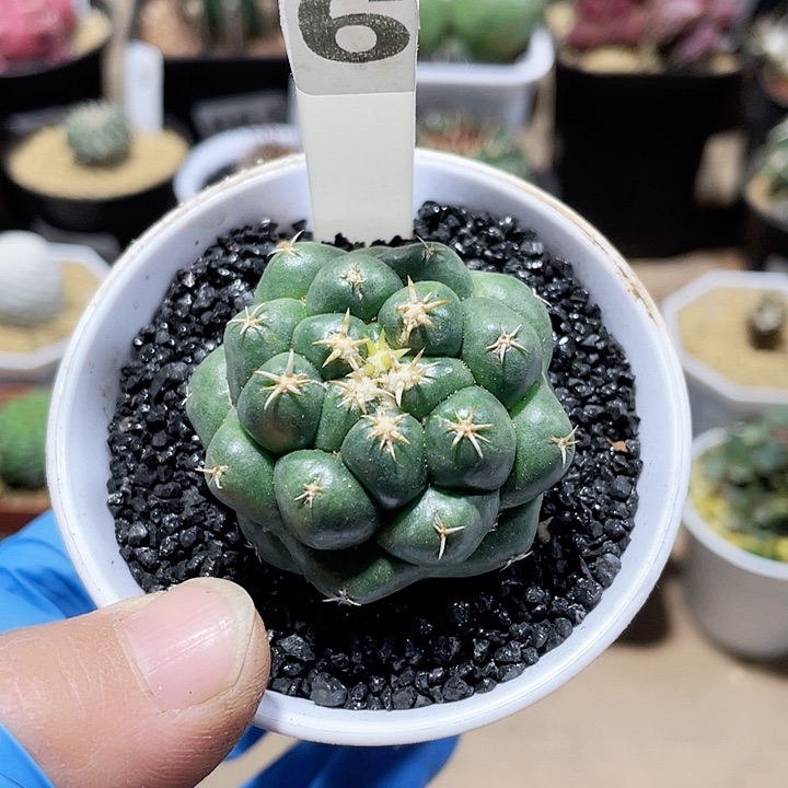 501短豪刺象牙仙人球