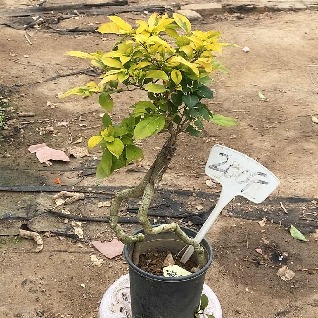 大部分开放少量花苞粉翅膀2009