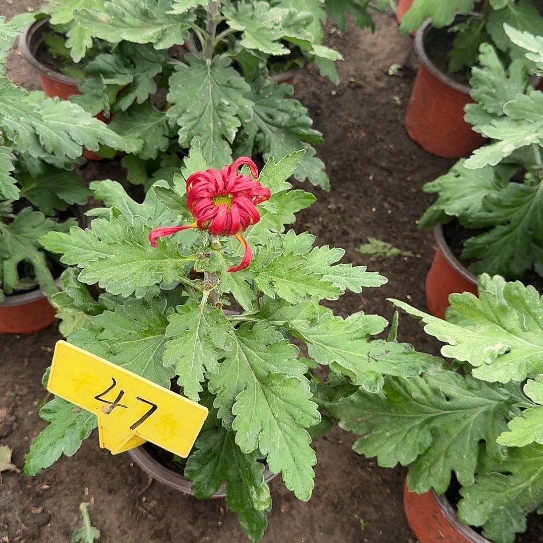 李***米大部分花苞少量开放47锦绣