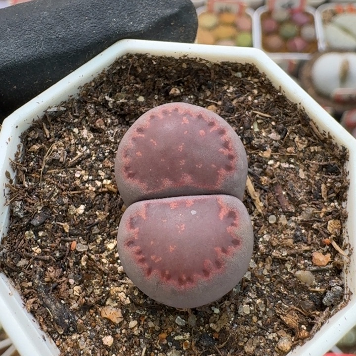 生石花3/：：：：。  310号