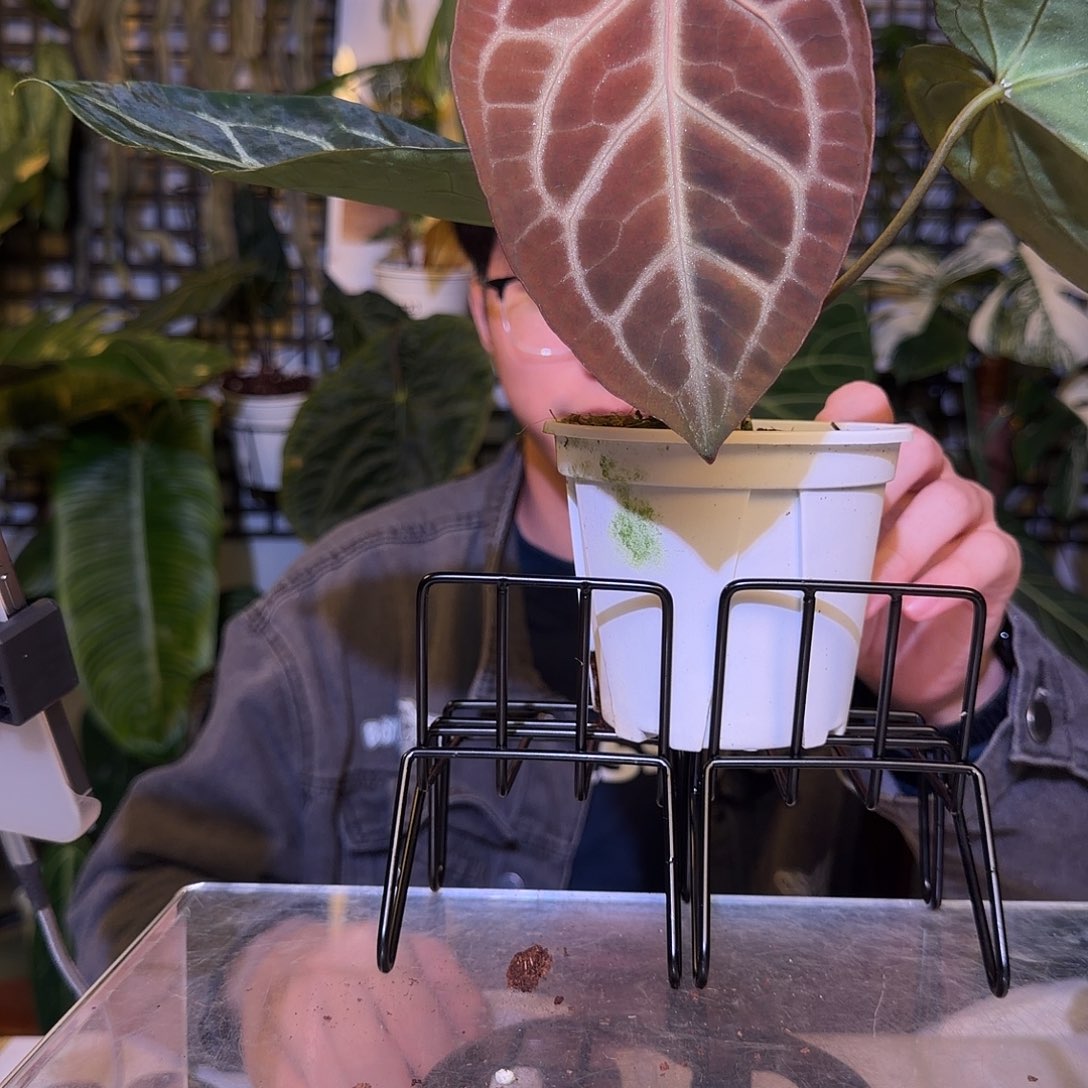 完全开放F383粉色闪光