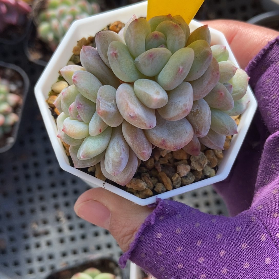 954星影石化多肉植物