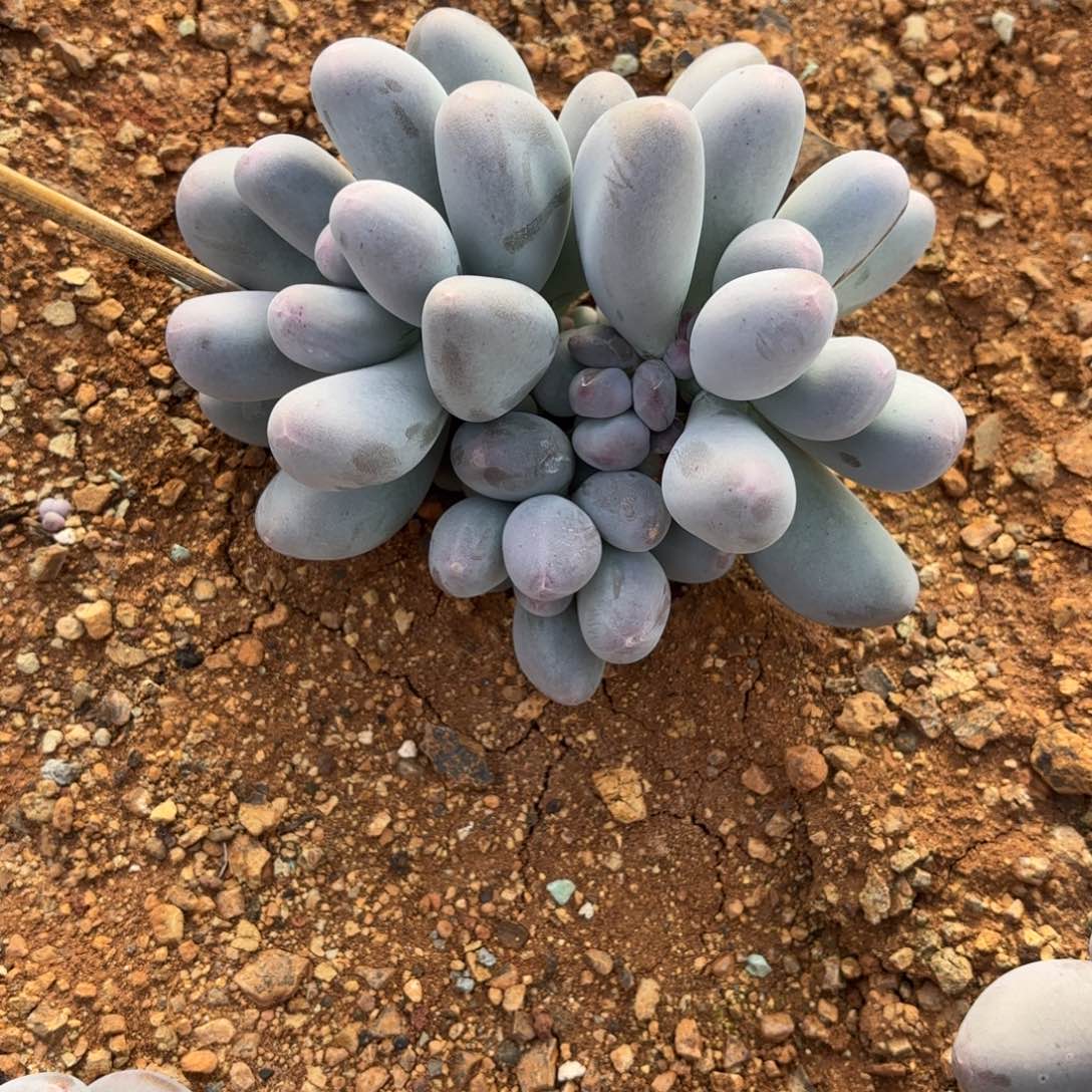 一***夏多肉植物米可群一夕一夏