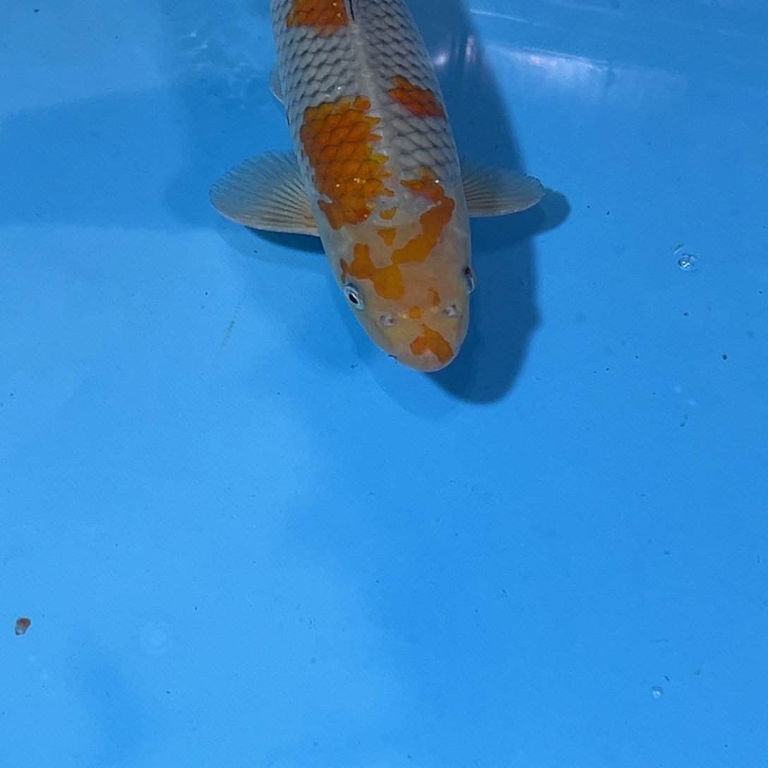 L***5锦鲤落叶锦鲤0001