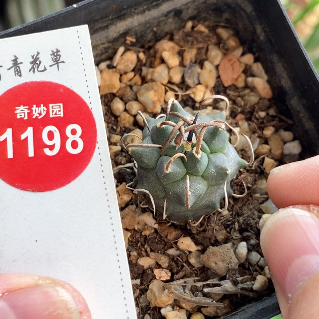 实生粗碳刺升云龙娇丽2.2cm