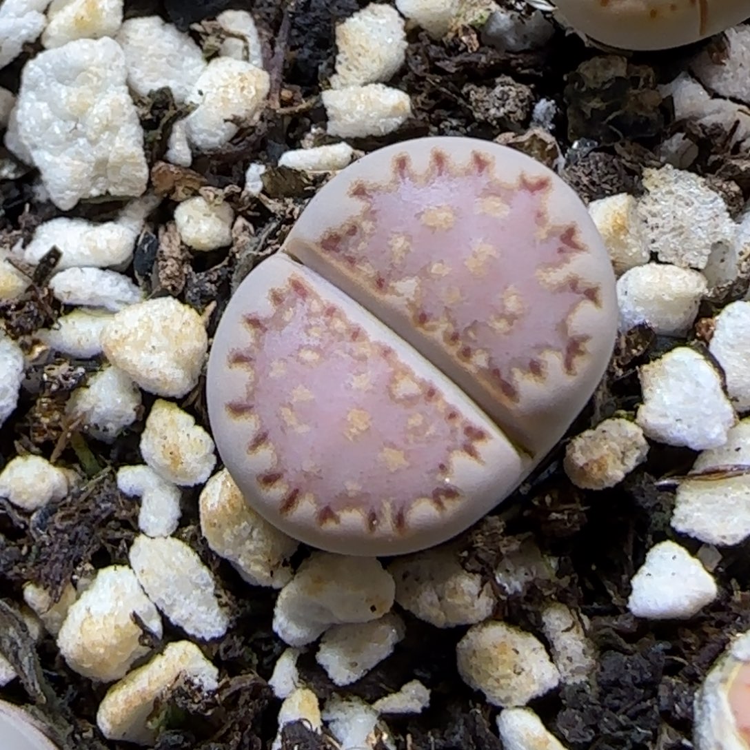 毛****12.5.1621.013饼干9079尺寸1.4cm