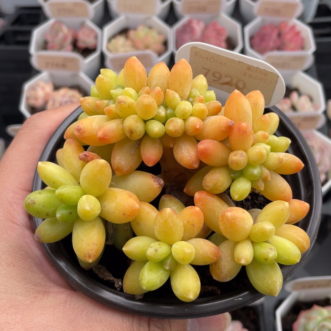 黄香蕉7920-10厘米