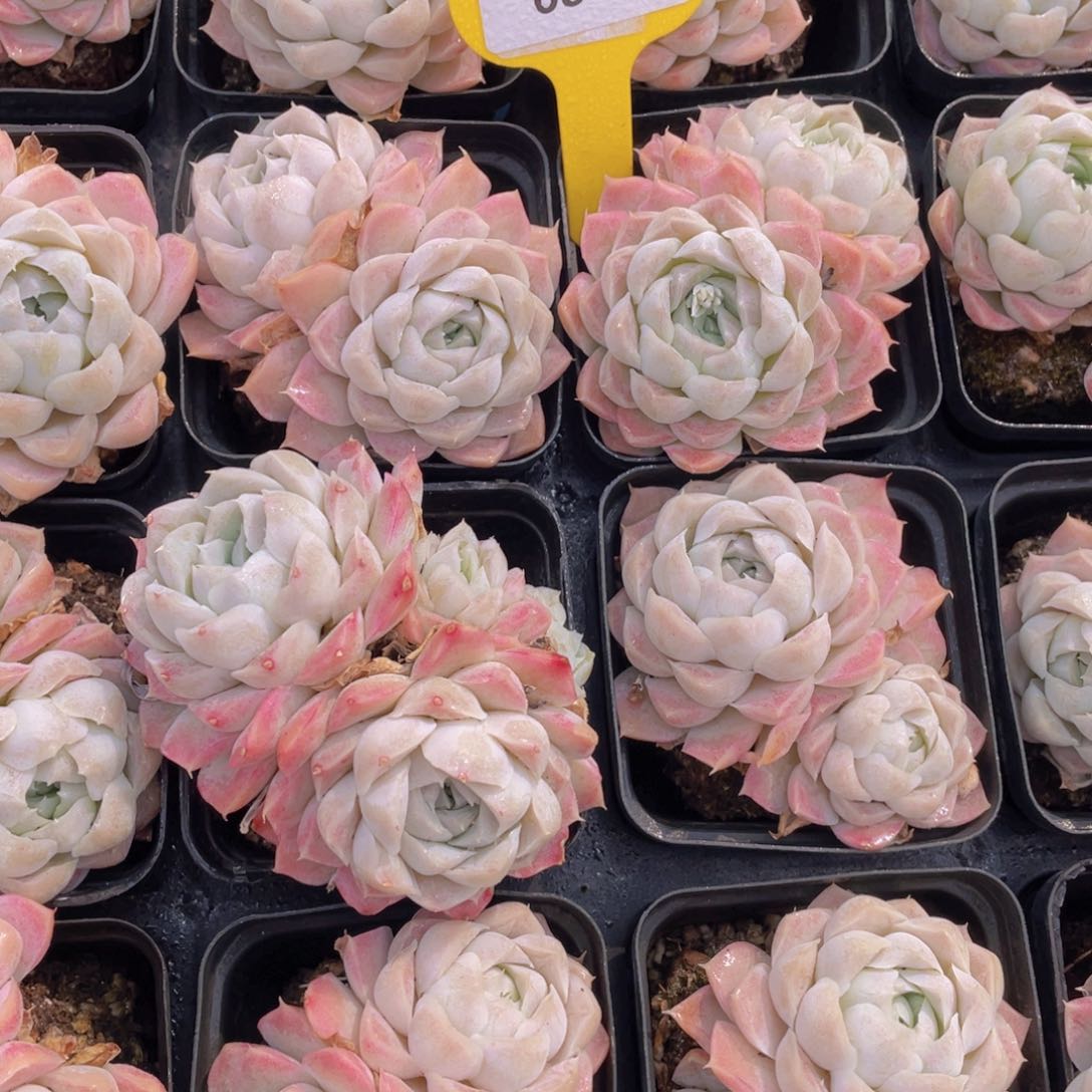 686号 白月影双头一个m