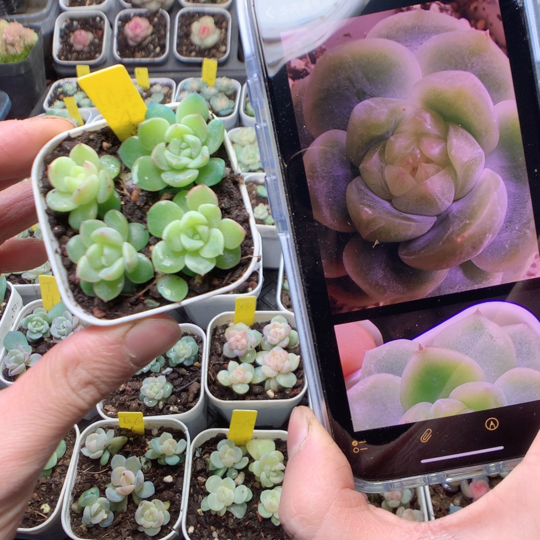 无花朵财富4。  4颗yyyyy