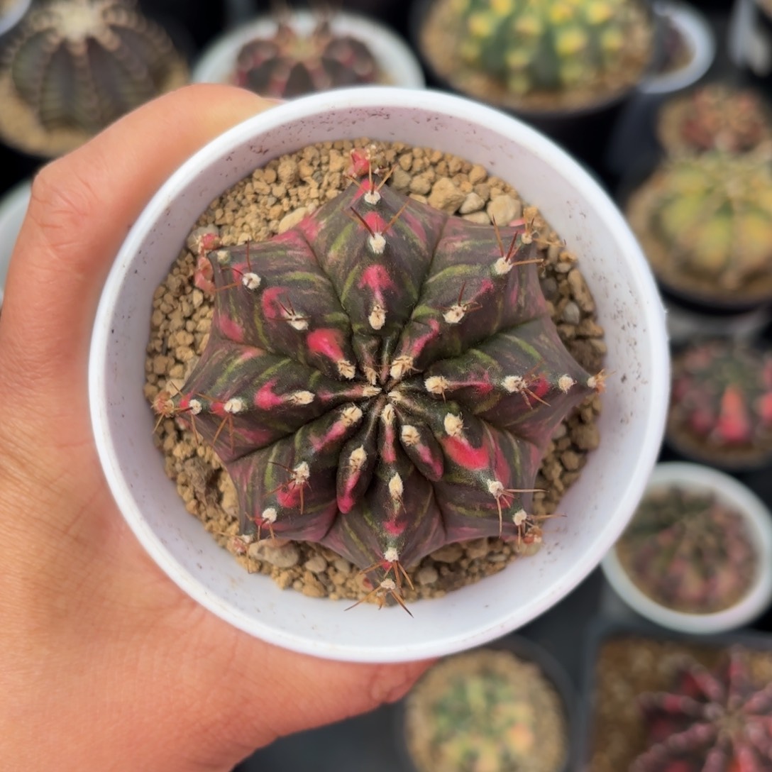 泰系米哈仙人球188