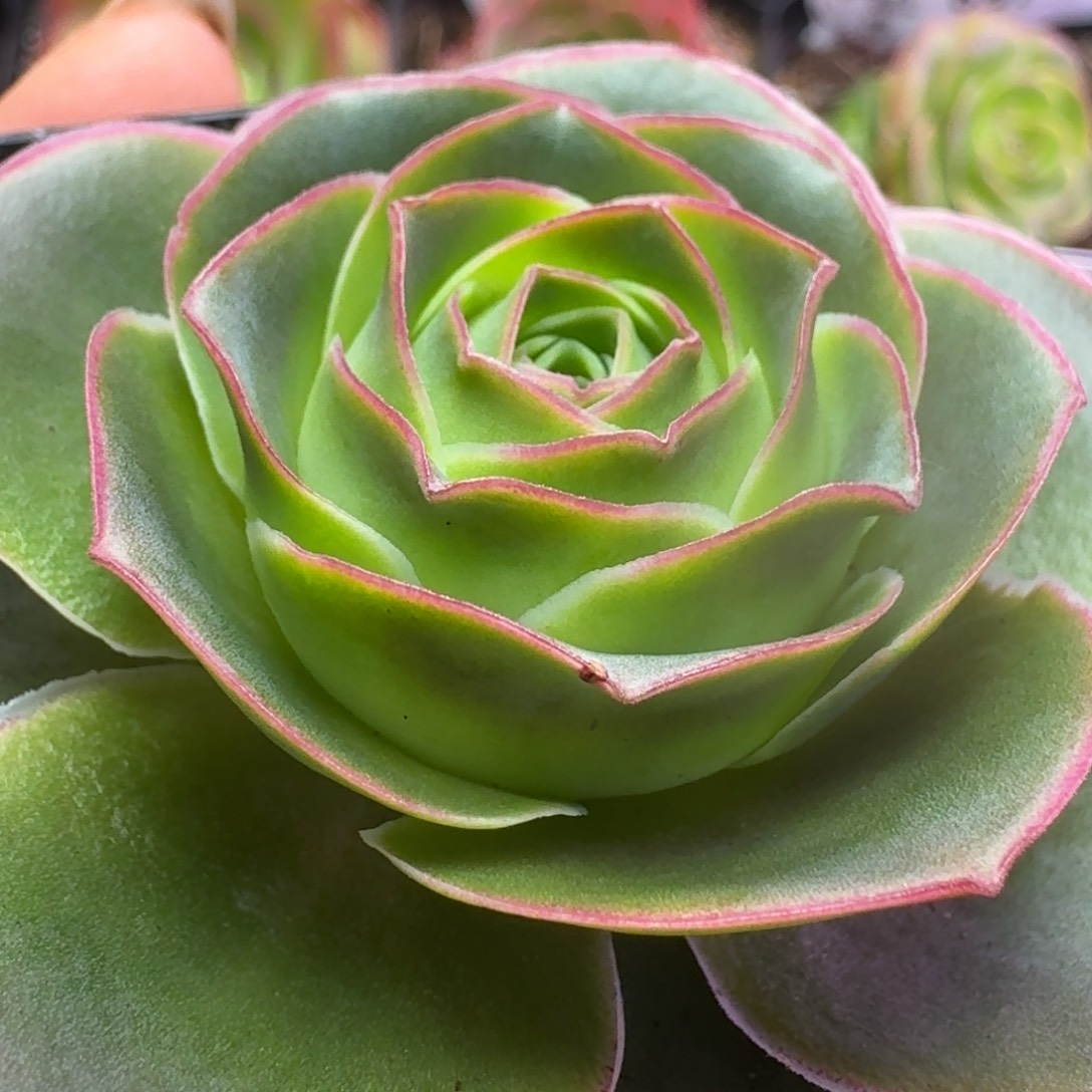 楹楹-375蒂娜-冠幅  6cm