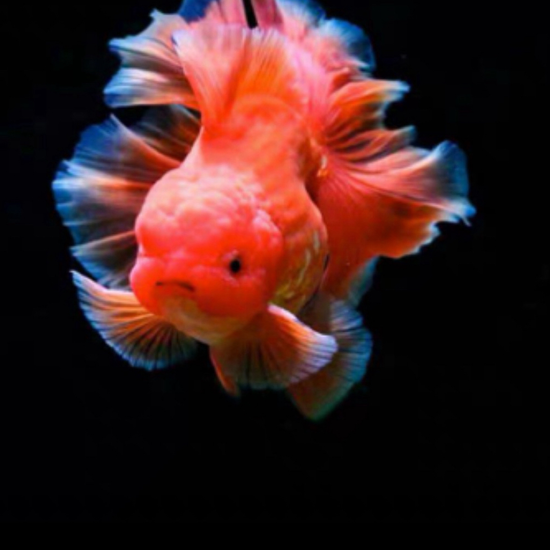 【更大】精品国粹大金鱼7条（9-12公分）好养耐活颜色混搭 不支持指定